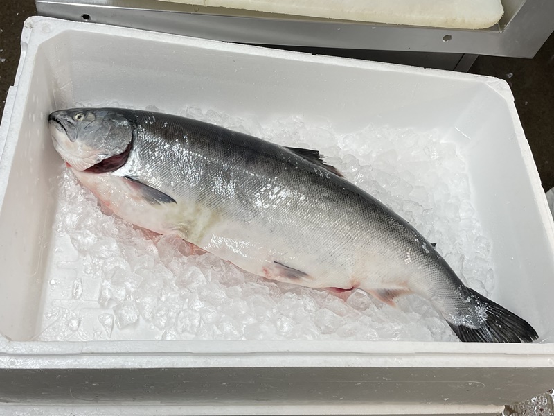 北海道の3月の旬の魚サクラマス