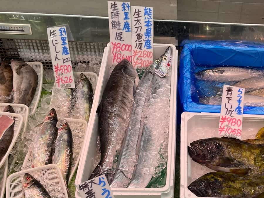 北海道　5月の魚