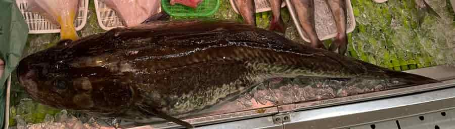 北海道の11月～12月の旬の魚真ダラ